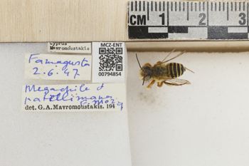 Media type: image;   Entomology 794854 Aspect: Labels